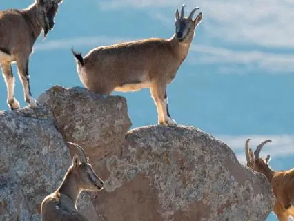 A Deep Look At Anger