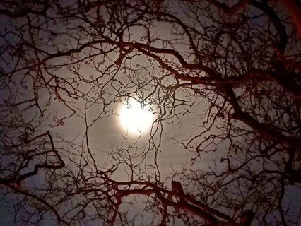 A Disharmonic Lullaby For Adults