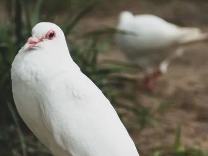A Dove Brought Peace