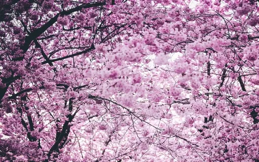 A Dreamy Pisces Fish: Meditative Harp (Version #2) 