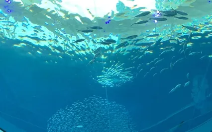 A Dreamy Pisces Fish: Meditative Harp