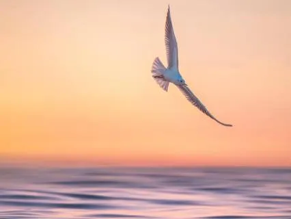 A Few Minutes Of Calm (Anxiety Relief)