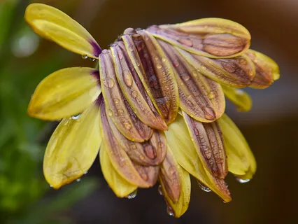 A Flower Meditation For A Moment Of Peace 