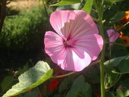 A Flower ~ Meditation In Visualization  