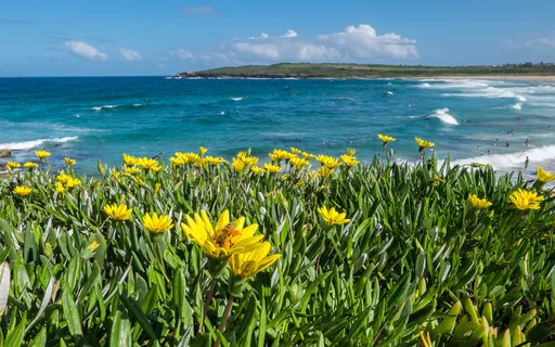 A Flower That Purifies Your Lungs