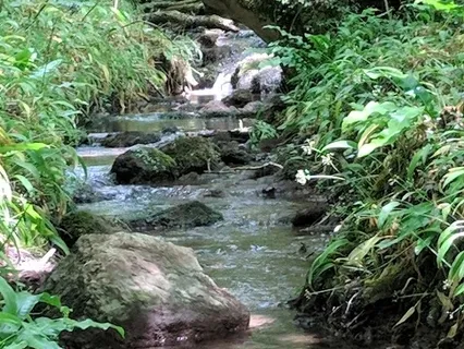 A Forest Bathing Experience