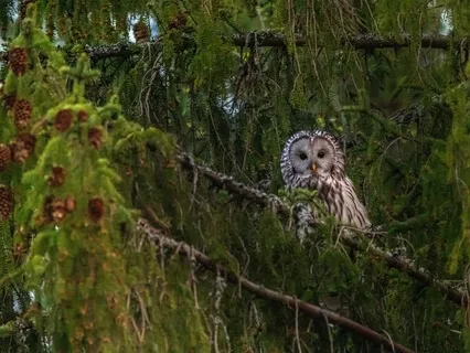 A Forest Gathering Of Meditative Native American Flutes