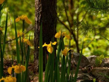 A Forest Path To Self-Compassion