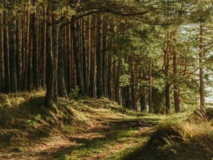 A Forest Walk To Access Your Inner Wisdom & Peace