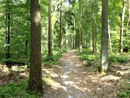 A Forest Walk