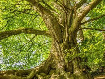 A Friendly Tree
