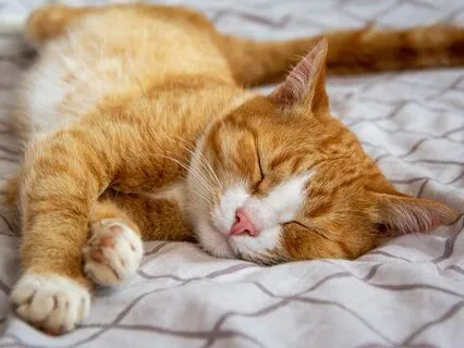 A Frosty Stroll For Crumble The Cat, A Sleep Story