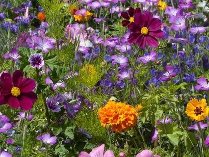 A Garden Inside Me: Reclaiming Pleasure