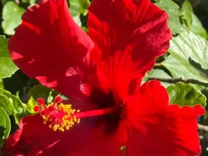 A Garland For The Ashes