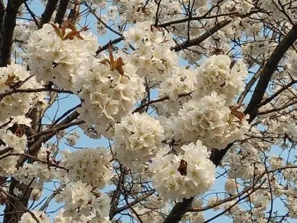 A Gentle Hour: 60+ Min Deep Sleep Harp Immersion