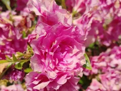 A Gentle Hour: 8+ Hours Deep Sleep Harp (All Night)