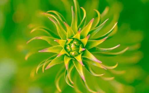 A Gentle Insight (Short Flute Meditation-Third Eye Chakra)