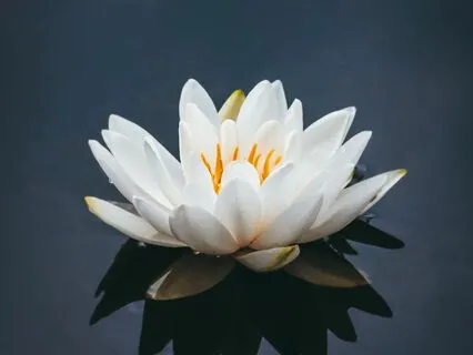 A Gentle Meditation For Beginners