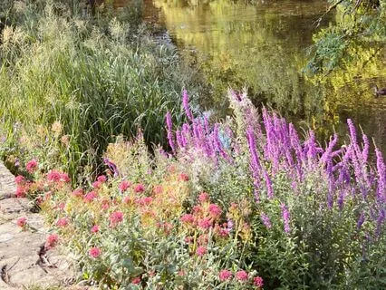 For The Lonely And Elderly