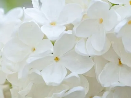 A Gentle Morning Blessing - A Grateful Start To Your Day