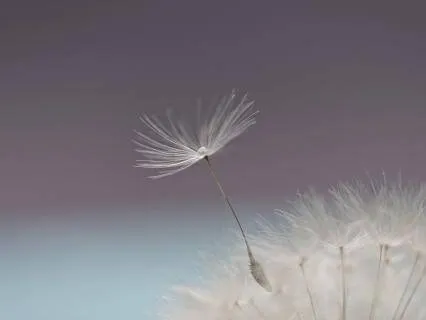 A Gentle Practice For A Wandering Mind