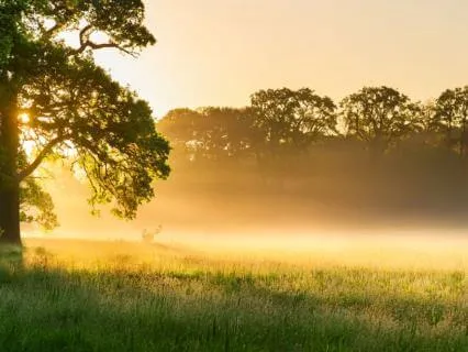 A Gentle Reset — 5 Minute Guided Practice
