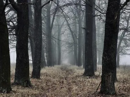 A Gentle Sleep Meditation For Inner Clarity