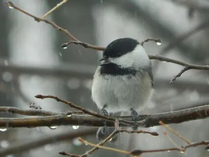 A Gift Of Sleep - Summer Rain And Birdsong