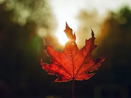 A Gratitude Guided Meditation For The Mind & Body