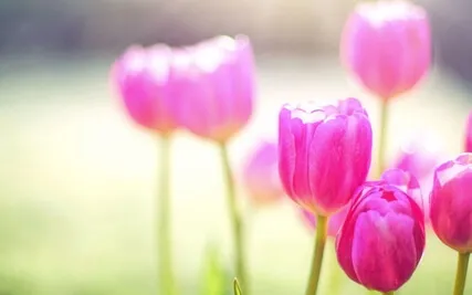 A Gratitude Morning Meditation