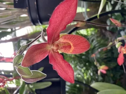 A Gratitude Of Senses