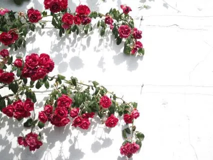 A Great Rose Tree | Rumi Poem