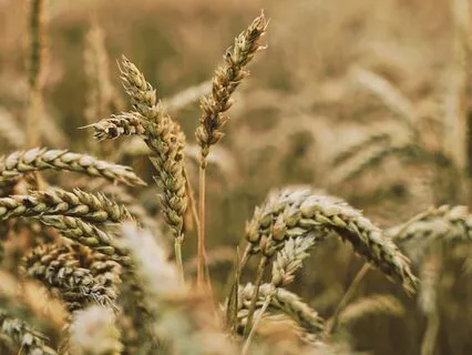 A Great Wagon By Rumi