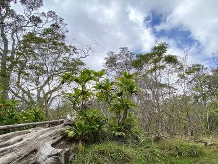 A Group Of Hikers Approaches The Sound Of The 'Ohe Hano Ihu