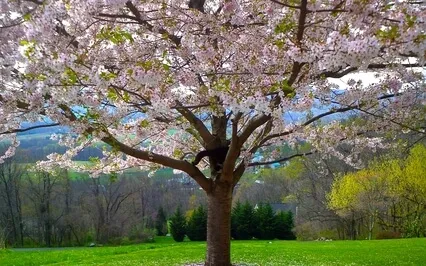 A Guide Through A Garden Of Healing