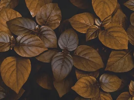 A Guided Gratitude Practice