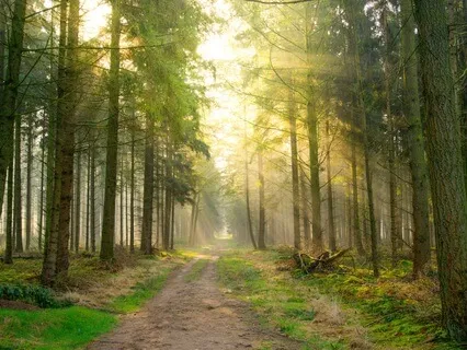 A Guided Healing Walk In Nature With Piano Music