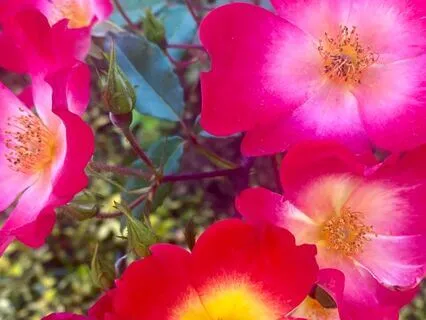 A Guided Journey: Self Compassion, Healing, Transformation