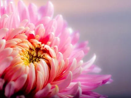 A Guided Journey To Discover Your Plant Spirit Ally