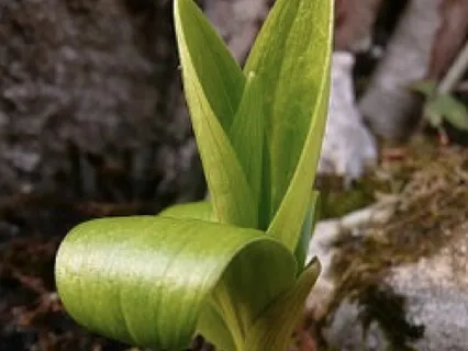 A Guided Lesson On New Beginnings