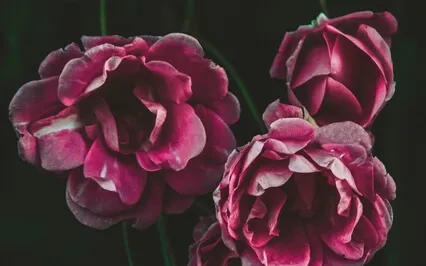 Fall Asleep In Minutes