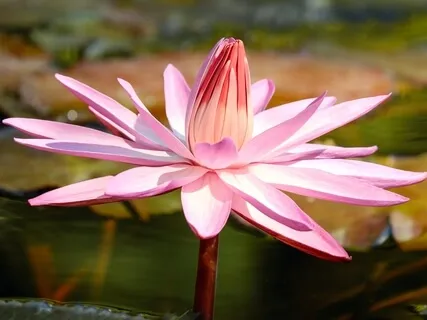 Stress And Anxiety: Turn It Off