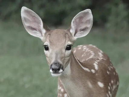 A Guided Practice With Deer