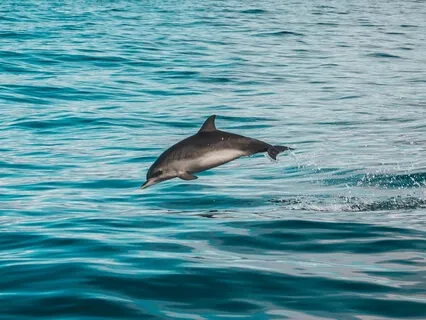 A Guided Practice With Dolphin