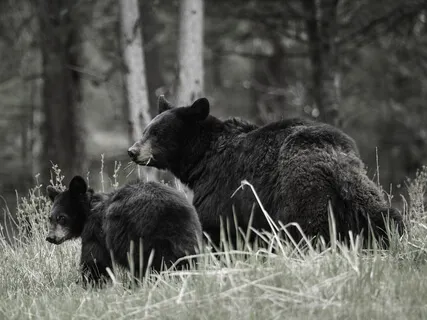 A Guided Practice With Grandmother Bear