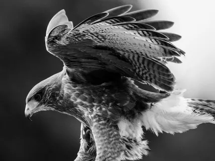 A Guided Practice With Hawk