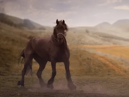 A Guided Meditation With Horse