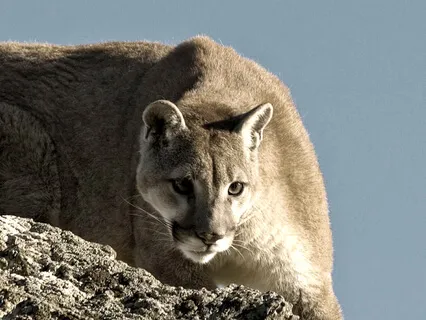 A Guided Practice With Mountain Lion