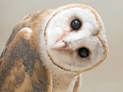 A Guided Meditation With Owl