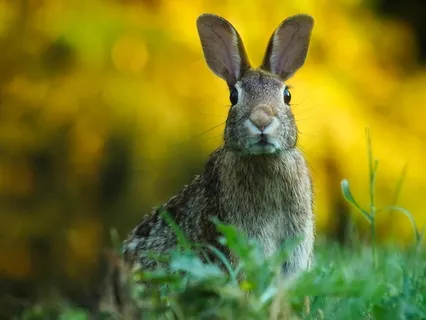 A Guided Exercise With Rabbit